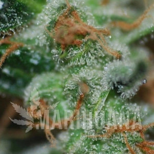 Auto Somachigun - BIOHAZARD SEEDS