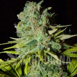 Big Lights - BIOHAZARD SEEDS