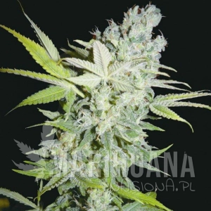 Criminal Jack - BIOHAZARD SEEDS