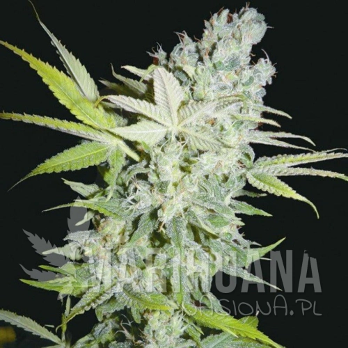 BIOHAZARD SEEDS - Criminal Jack