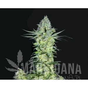 Goddess Kali - BIOHAZARD SEEDS