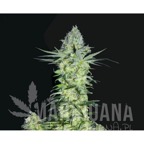 BIOHAZARD SEEDS - Goddess Kali