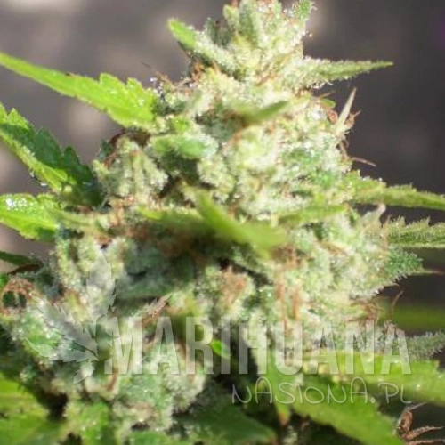 BIOHAZARD SEEDS - Jawar