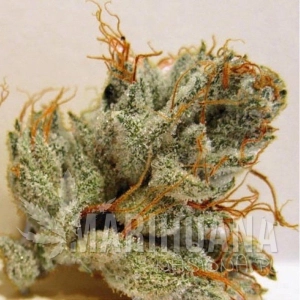Napalm - BIOHAZARD SEEDS