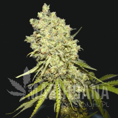 BIOHAZARD SEEDS - Somanta