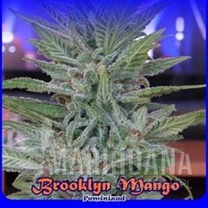 Brooklyn Mango - DR UNDERGROUND