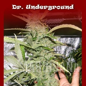 Crystal METH - DR UNDERGROUND