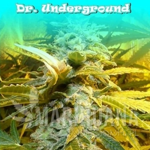 King Kong - DR UNDERGROUND
