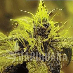 A-1 Haze - SAGARMATHA
