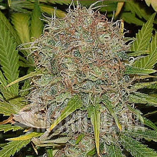 SAGARMATHA - AK-48
