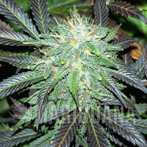 Black Budha - SAGARMATHA