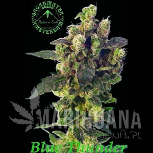 Blue Thunder - SAGARMATHA