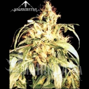 Blueberry Bud - SAGARMATHA