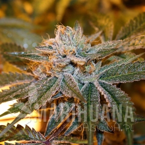 Boulder Bubblegum - SAGARMATHA