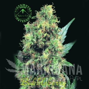 BubbleBerry - SAGARMATHA
