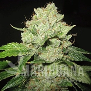 Cal-train-Wreck - SAGARMATHA