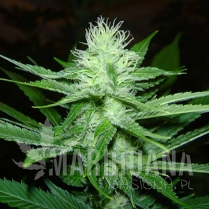 Cheez Wreck - SAGARMATHA