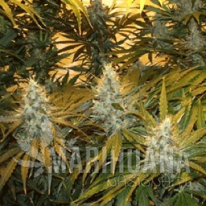 Chunky Cheeze - SAGARMATHA