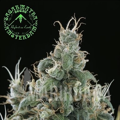 SAGARMATHA - Diamond Head
