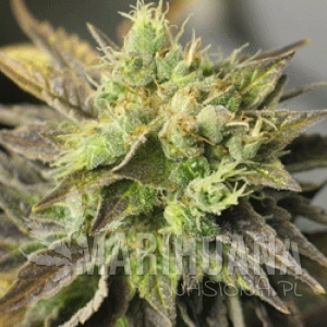 Double Diesel Ryder - SAGARMATHA