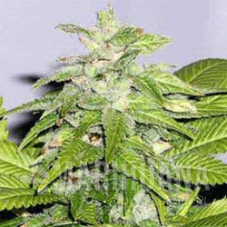 Early Bird Skunk - SAGARMATHA