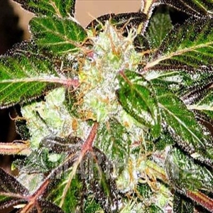 Indica XXL - SAGARMATHA