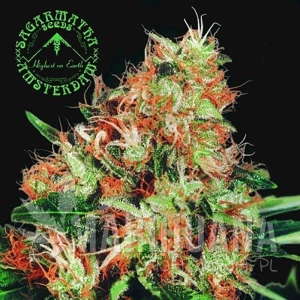 Mangolian Indica - SAGARMATHA