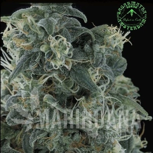 Matanuska Mint - SAGARMATHA
