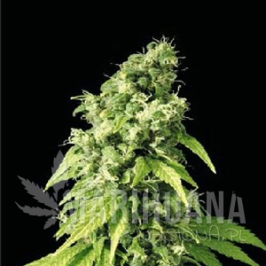 Northern Lights 9 - SAGARMATHA