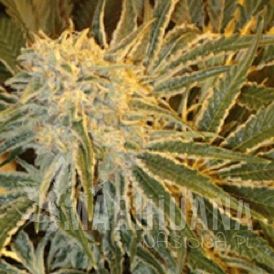 OGNL Feminized - SAGARMATHA