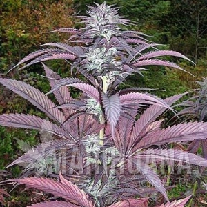 Purple Pinecone - SAGARMATHA