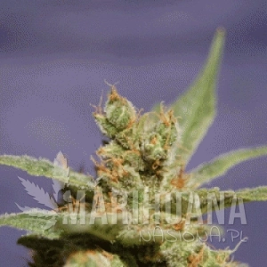Rhode Island Skunk - SAGARMATHA