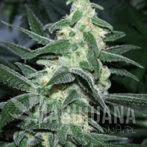 Silver Bullet - SAGARMATHA