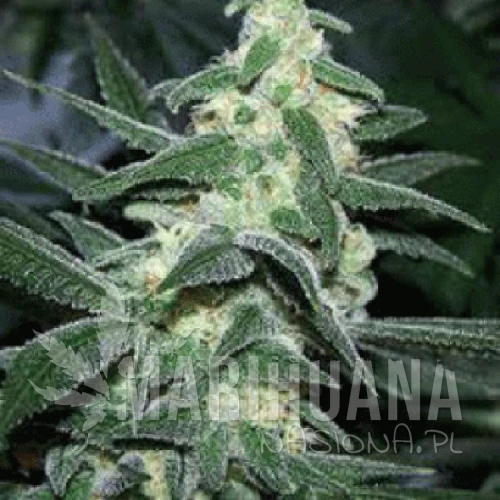 SAGARMATHA - Silver Bullet