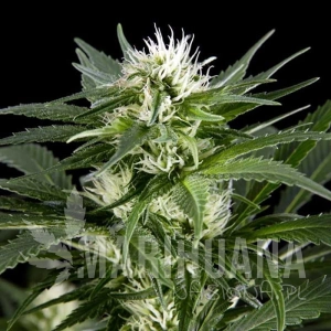 Silver Shark - SAGARMATHA