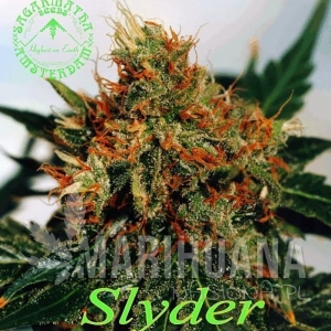Slyder - SAGARMATHA