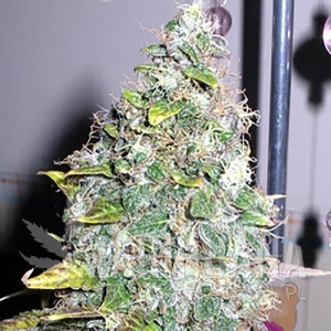 Smurfberry - SAGARMATHA