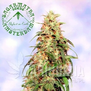 Special K - SAGARMATHA