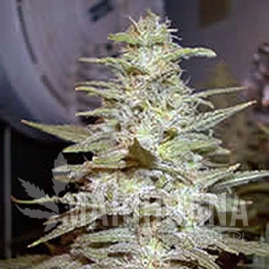 Wonderberry - SAGARMATHA
