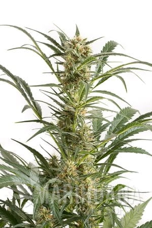 DINAFEM - Amnesia XXL Auto