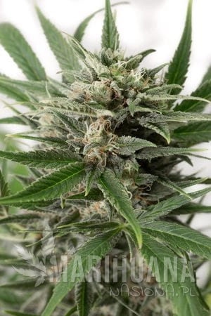 DINAFEM - Blue Amnesia XXL Auto