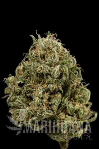 DINAFEM - Cheese XXL Auto