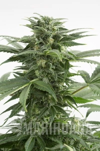 Haze XXL Auto - DINAFEM