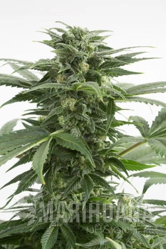 DINAFEM - Haze XXL Auto