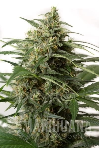 Moby Dick XXL Auto - DINAFEM