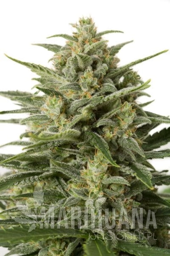 DINAFEM - White Widow XXL Auto