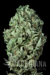 Sour Diesel Auto - DINAFEM