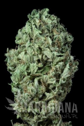 DINAFEM - Sour Diesel Auto