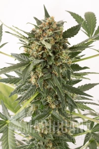 Kush'n'Cheese Auto - DINAFEM