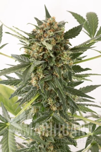DINAFEM - Kush'n'Cheese Auto